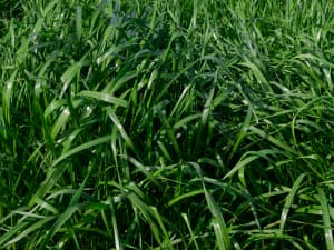 Attain Tetraploid Annual Ryegrass green shiny dense grass blades