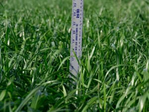 Attain Tetraploid Annual Ryegrass green shiny dense grass blades with gray ruler measuring around 17inches of height.