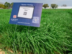 An informational sign from Auburn University variety testing study staked into a plot of Attain Tetraploid Annual Ryegrass. The sign includes a QR code and a URL for more information, set against a backdrop of lush green grass under a clear sky.