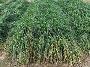 Tall, dense green grass growing in a thick patch.