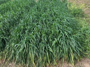Tall, dense green grass growing in a thick patch.