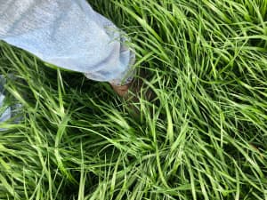 Attain Tetraploid Annual Ryegrass in field.