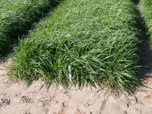 Attain Tetraploid Annual Ryegrass in field.