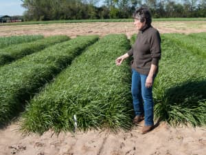 Attain Tetraploid Annual Ryegrass in field.