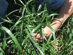 Attain Tetraploid Annual Ryegrass in field.