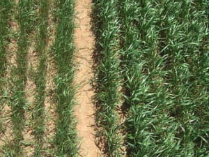 Attain Tetraploid Annual Ryegrass in field.