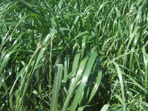 Attain Tetraploid Annual Ryegrass in field.