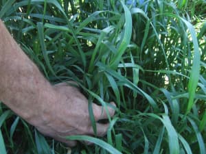 Attain Tetraploid Annual Ryegrass in field.