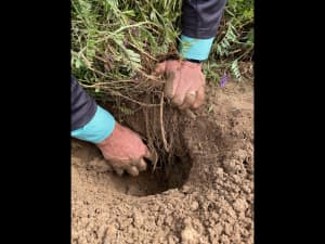 AU Merit plant and roots.