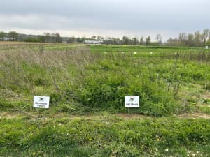 AU Merit vs. Common Vetch