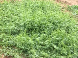 AU Merit Hairy Vetch