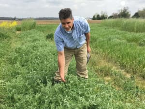 AU Merit Hairy Vetch