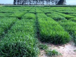 A field with neatly arranged rows of lush green grass, with taller trees visible in the background.
