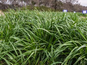 A closeup image of grass blades