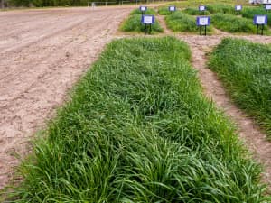 A dense patch of grass