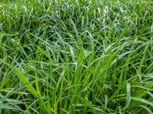 A closeup image of grass blades