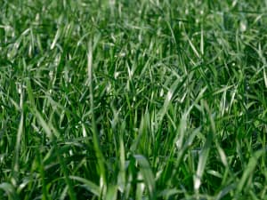 The image shows a close-up view of a plot of Big Boss Tetraploid Annual Ryegrass. The grass appears lush and dense, with various shades of green indicating healthy growth.