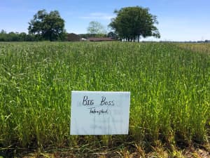 Big Boss Tetraploid Annual Ryegrass at Atmore, AL on April 26, 2021.