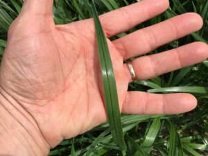 Blade of Big Boss tetraploid annual ryegrass .