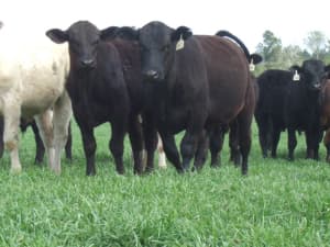 Cows approve of Big Boss.