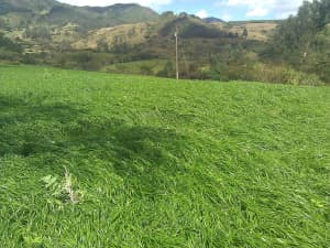 Big Boss pasture in Ecuador.