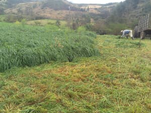 Big Boss pasture in Ecuador.