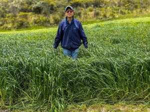Farmer in a field of tall Big Boss at 12,000 feet.