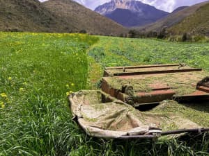 Tractor moving a field of Big Boss at 12,000 feet.