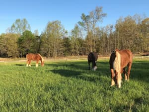 Horses grazing on Cajun II