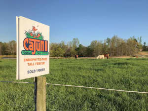 Horses grazing on Cajun II