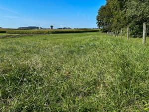 Field of Cajun II endophyte free tall fescue in Eastern PA.