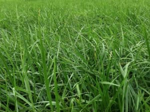 Cajun II growing in a field