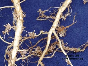 Roots showing nodulation.