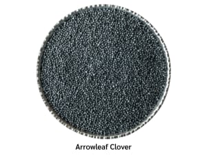 Coated arrowleaf with black coloring.