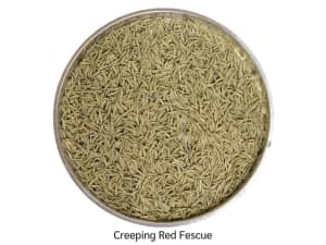 Coated creeping red fescue with natural coloring.