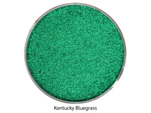 Coated kentucky bluegrass with teal coloring.