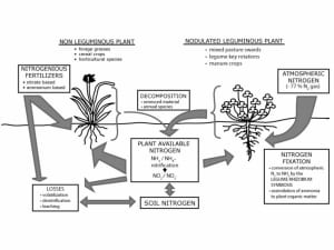 Illustration explaining nitrogen fixation.