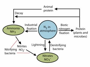 Flowchart explaining nitrogen fixation.