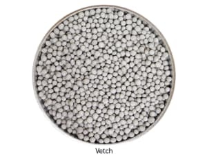 Coated vetch with gray coloring.