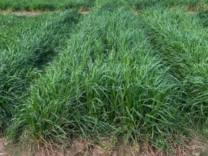 Close-up of dense, healthy green grass blades with varied textures and shades of green.