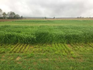 FrostProof diploid annual ryegrass (center) in Penn State University's annual ryegrass trial.