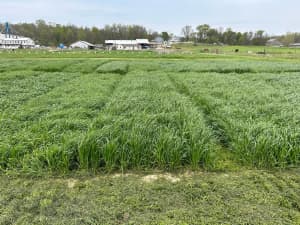 FrostProof diploid annual ryegrass in Illinois