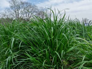 Close-up of tall green grass.