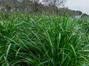 Close-up of tall green grass