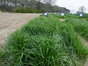 A field with various plots of green grass, each marked with a sign indicating different types of grass species.