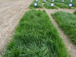 A field with various plots of green grass, each marked with a sign indicating different types of grass species.
