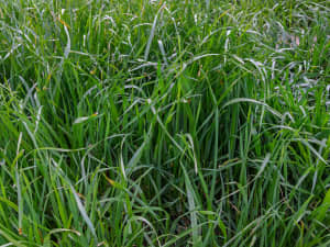 Close-up of tall green grass