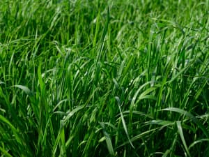 The image shows a close-up view of lush, green grass, variety Frostproof. The grass appears lush and dense, with various shades of green indicating healthy growth.