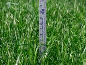 The image shows a close-up view of lush, green grass (variety Frostproof) with a ruler inserted vertically to measure its height. The grass appears lush and dense, with various shades of green indicating healthy growth.