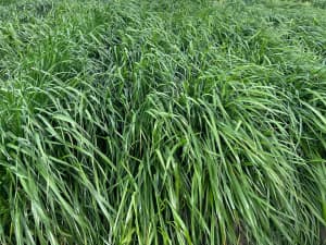 Close-up of dense, healthy green grass blades with varied textures and shades of green.
